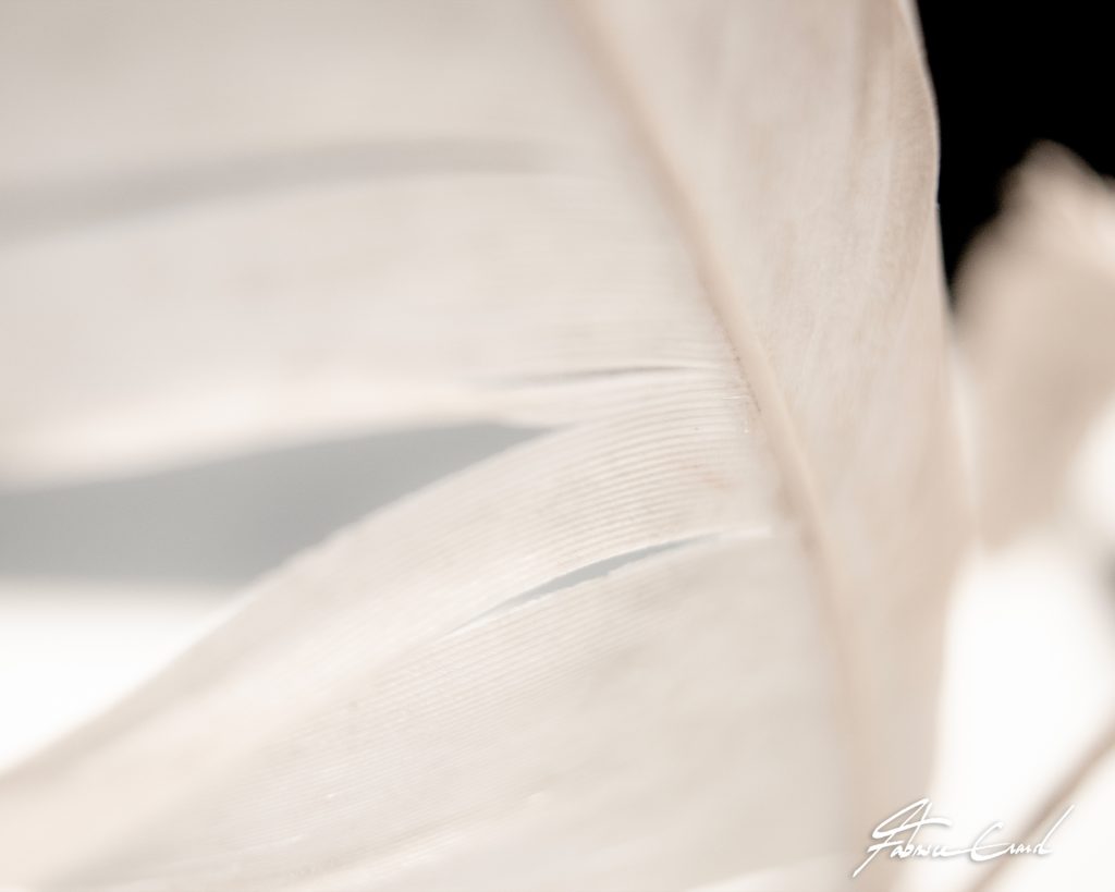 Photographie de plume